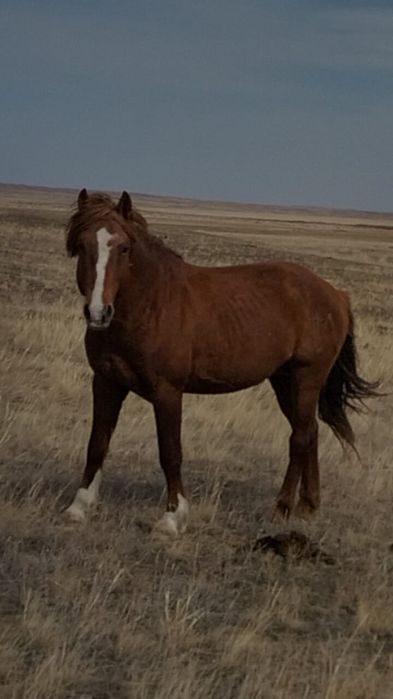 Жабы тұқымы( Кабинский тип) Айғыр, айғырлыққа құнан сатылады
