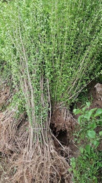 Живоя изгородь берючина отправка по всему КЗ из Шымкента