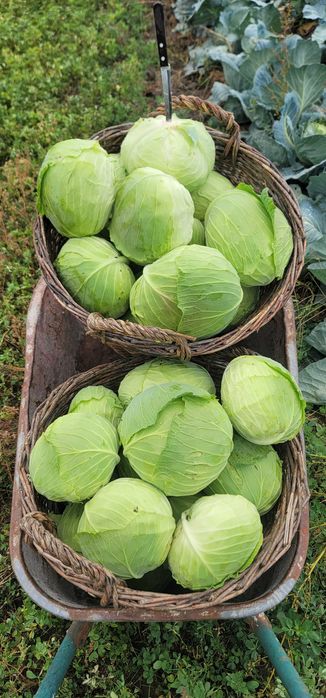 Vând varză de toamnă