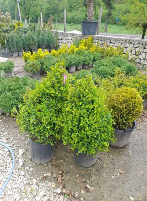 Plante ornamentale care înfrumusețează grădina instant