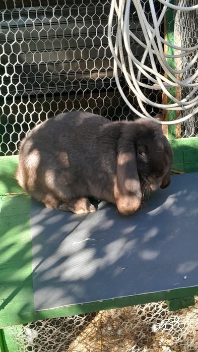 Iepuri de rase diferite