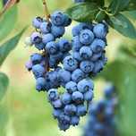 Боровинка (Синьо Злато)/Vaccinium Blue gold