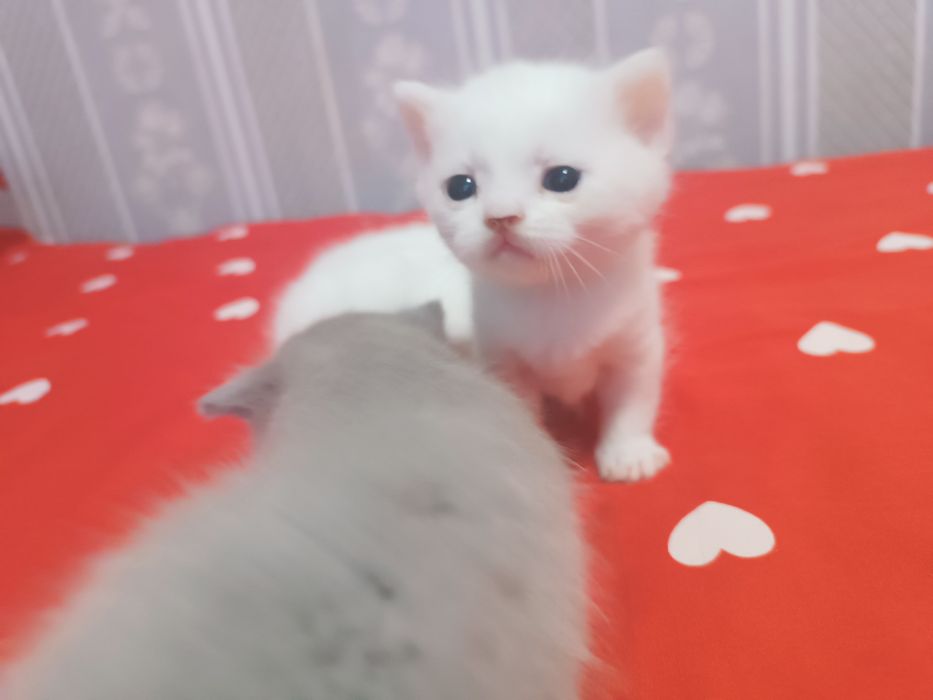 Продается котята скотч фолд