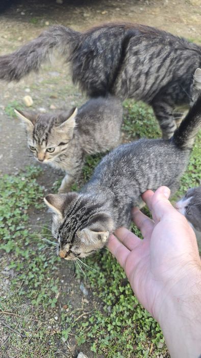 Donez ofer spre adopție  Pui Pisica