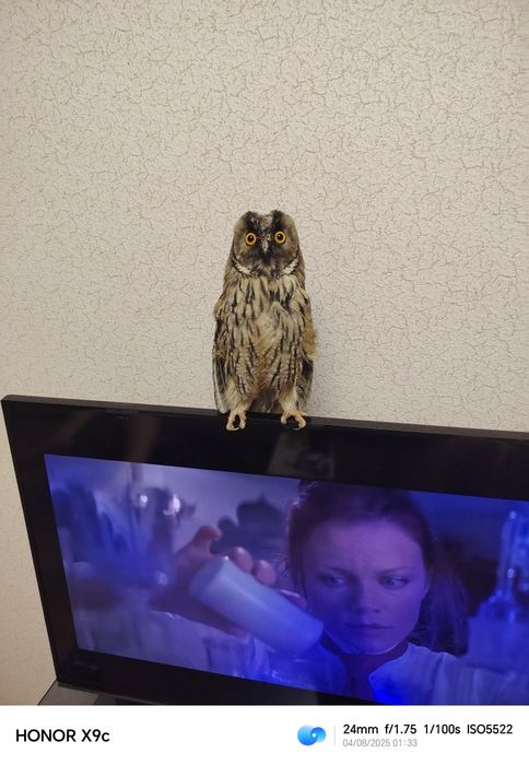 Продам домашнюю декоративную сову