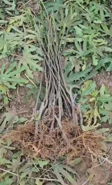 Смокиня Мичуринска-10