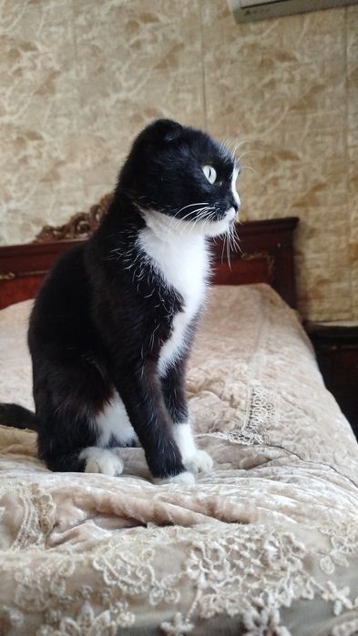 Весеолуха Скотиш фолд срочно продаю