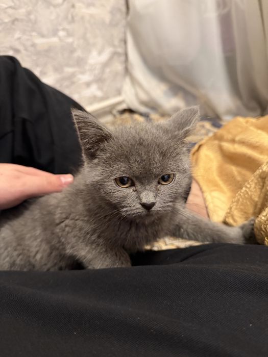 котенок британский