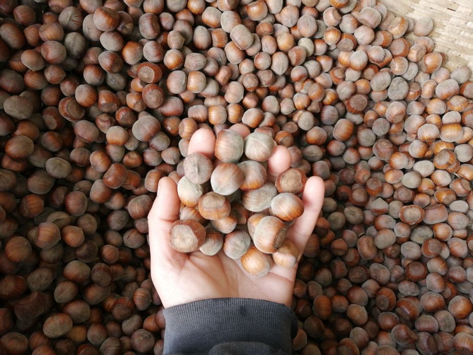 Alune de pădure de cultură