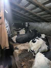Vacii rasă Hollstein schimb cu auto urgent