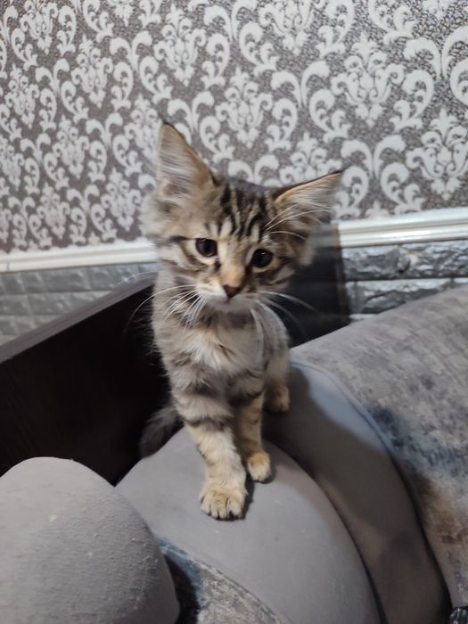 Отдам бесплатно котёнка