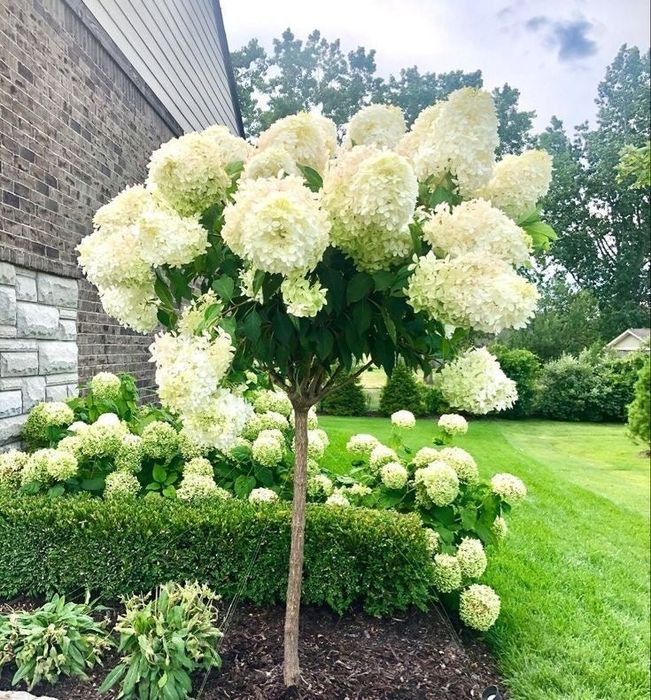 Hortensie pomișor