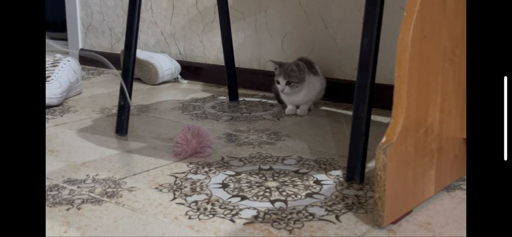 Котята мальчик и 2 девочки