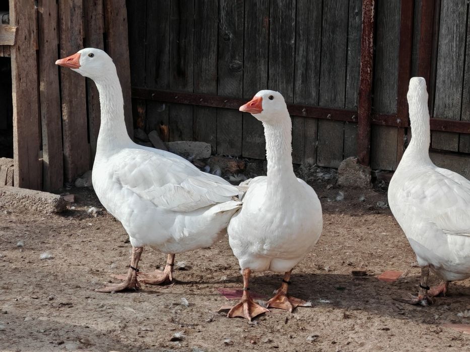 4 gâște și 3 gâscani