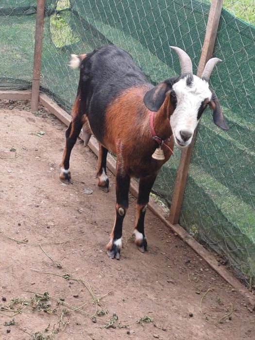 Vand sau schimb capra și tap