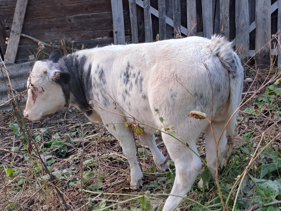 Vând 2 vaci și 4 viței!