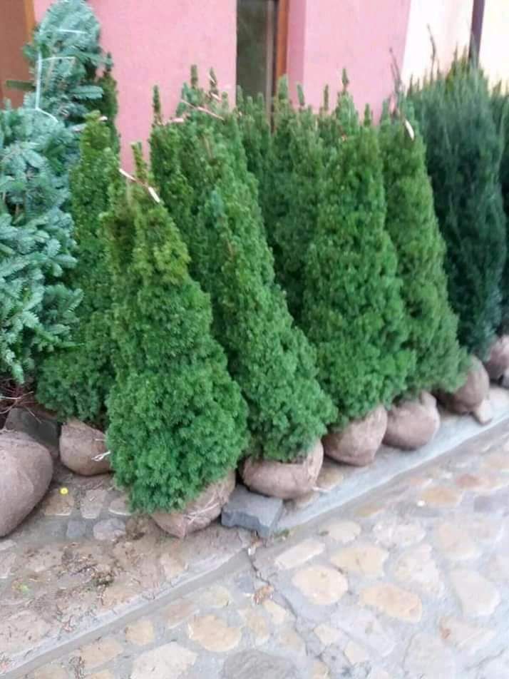 Plante ornamentale tuia mesteacan tei brad verde