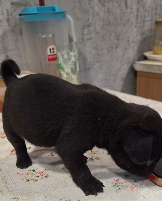 Продавам чистокръвни мопсчета