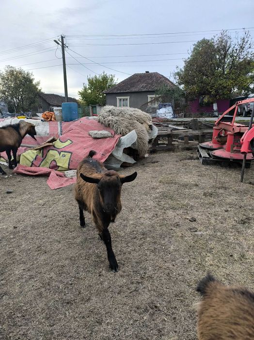 Țăpișor alpin 6 luni