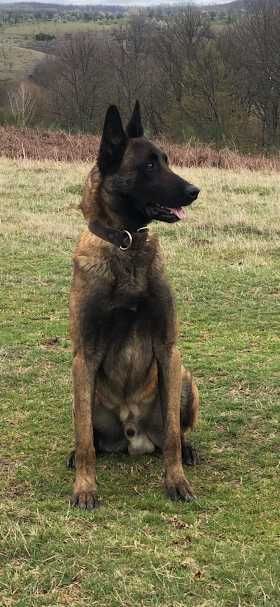 Donez o femela ciobanesc belgian malinois