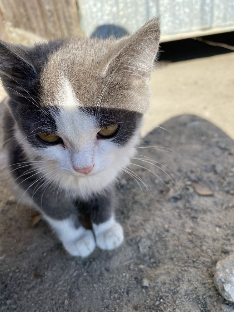 Котята, котик, котенок, котеночек