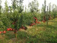 Pomi fructiferi: cireș, vișin,cais,Persic,nectarine,prun,măr, păr, !