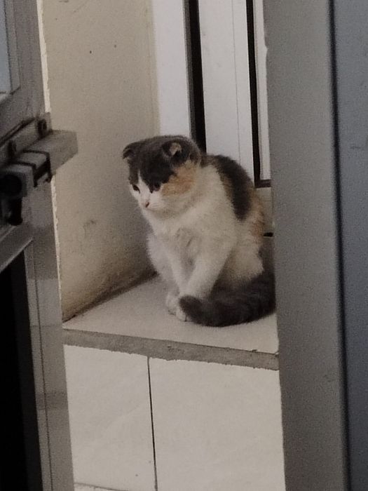 Scottish Fold sotiladi 1.250 ming paroda toza