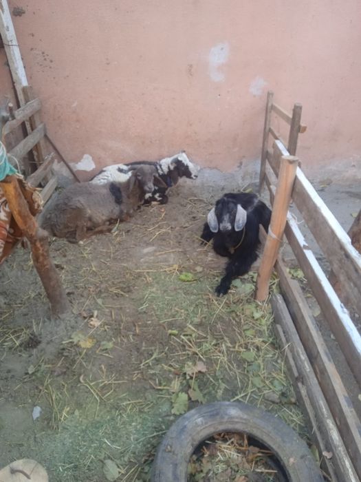 2 та кучкорча 1 та мода куй бугоз