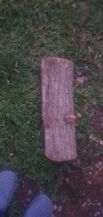 Lemne uscate taiate  la circa 40 cm fag si stejar