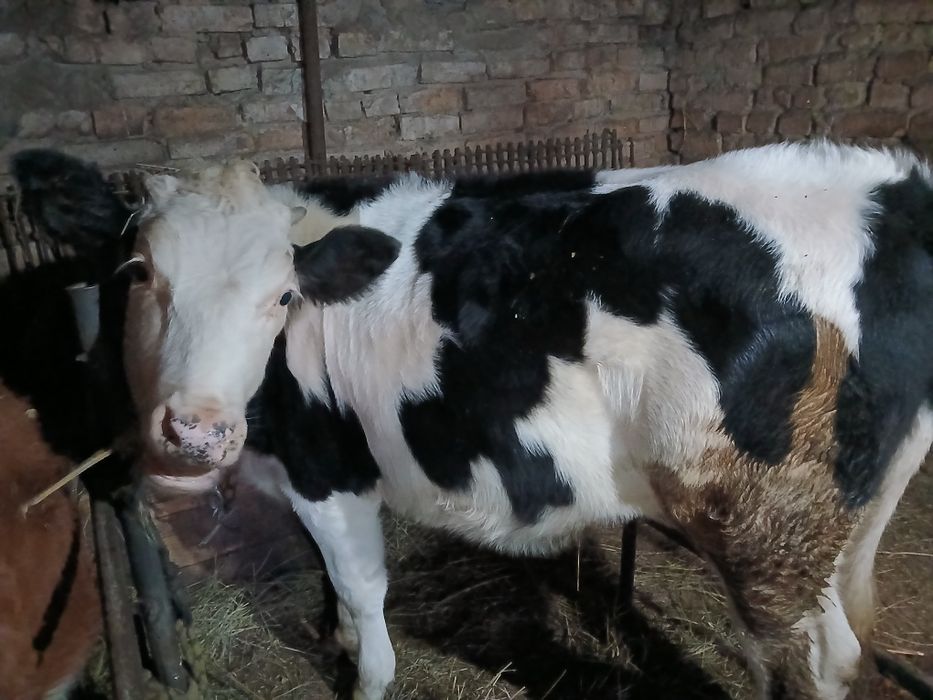 Продам телку.11 месяцев.