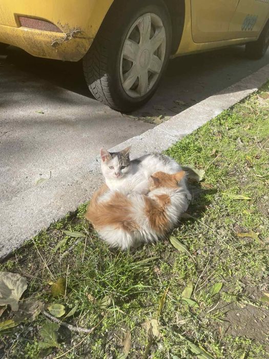 Котета търсят домове