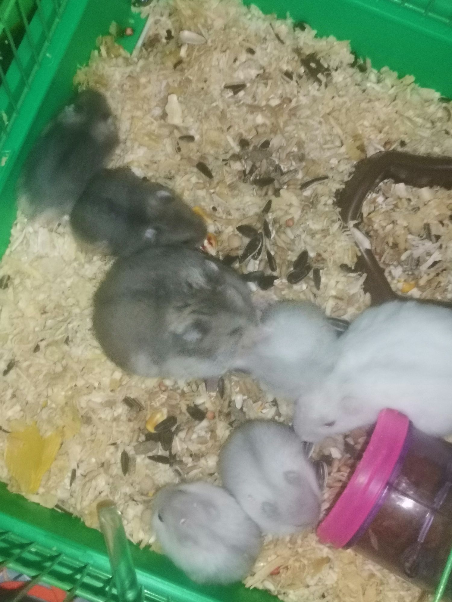 Hamsteri pitici 15lei