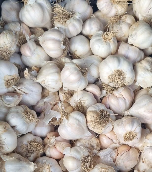 De vanzare 5kg de usturoi Danubius