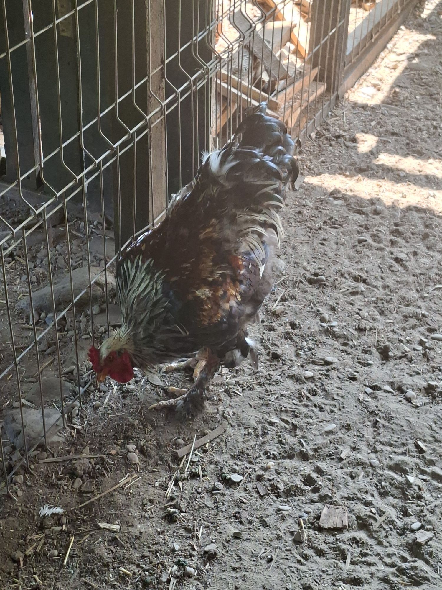 Cocoș Brahma tanar