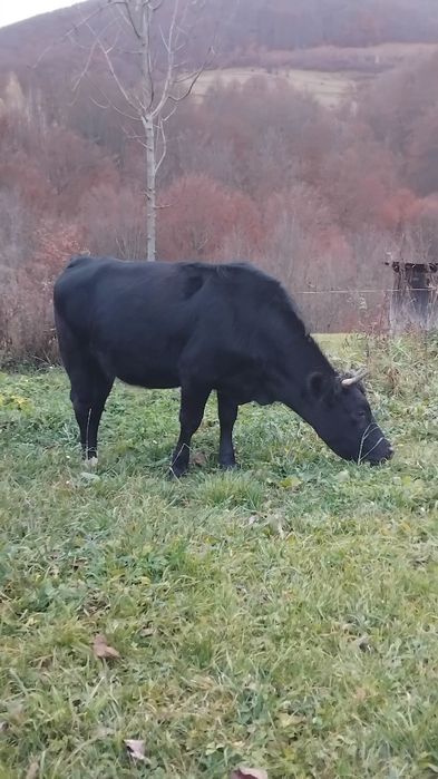 Vaci juninci de vinzare