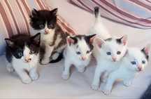 4 котенца, момичета, търсят дом