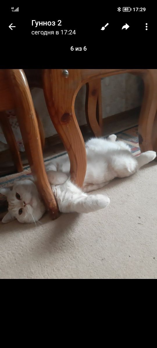Чистокровные котята