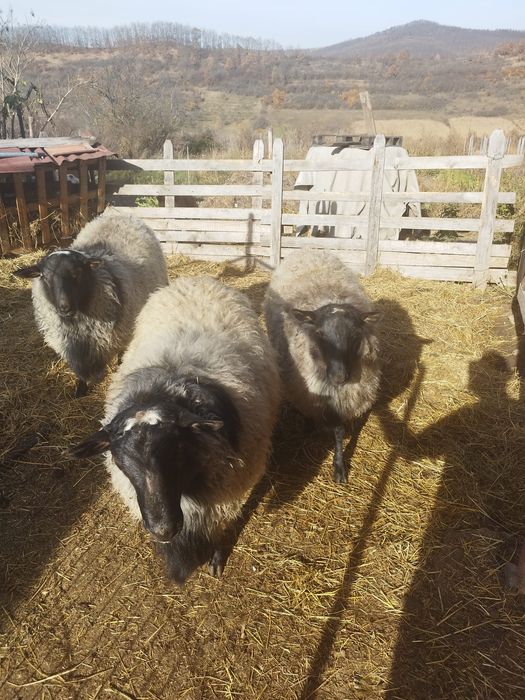 Vând berbeci romanov