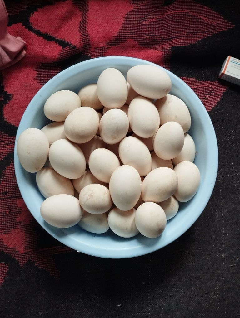 Vând ouă de gâscă