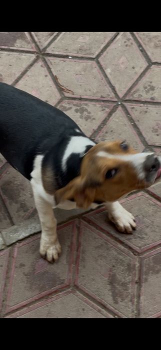 Vand o catelusa de beagle