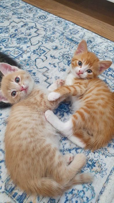 Котята на счастье)