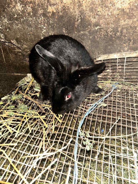 Vand o pereche de iepuri