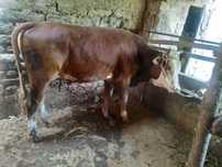 Buqa sotiladi naxi 18milyon