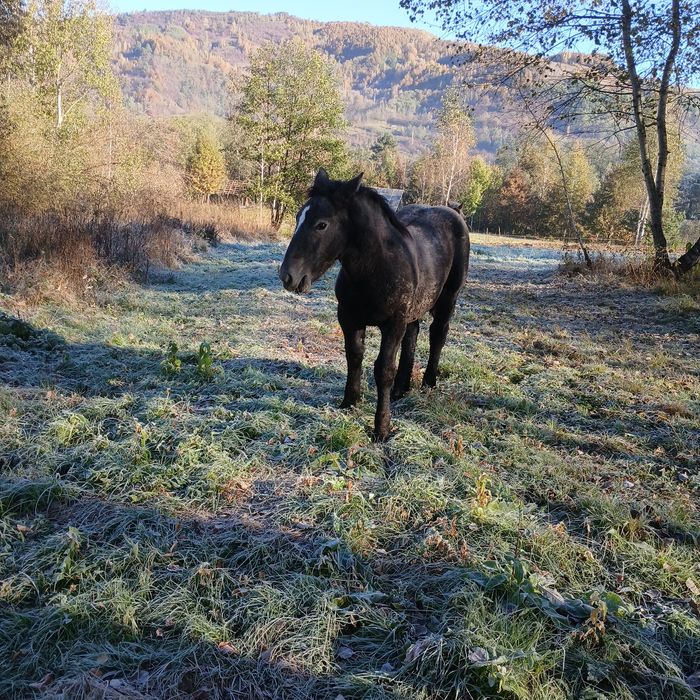 De vânzare 2 mânze