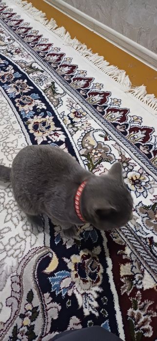 Mushuk britiancky kalta sochli