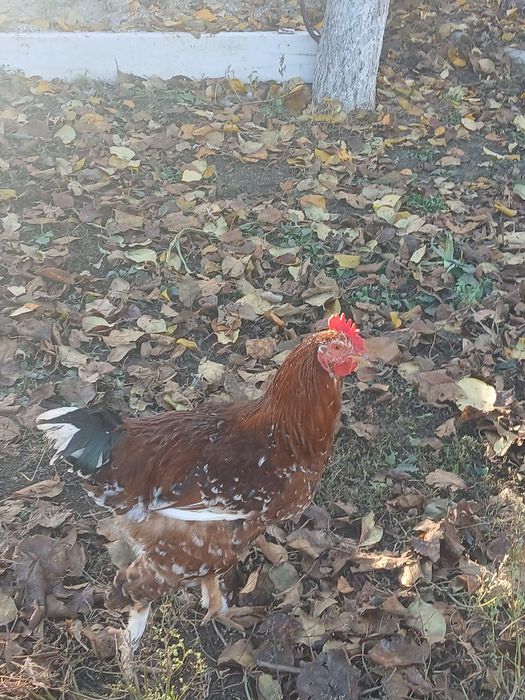 Vând cocosi americana si cocosi de casa.