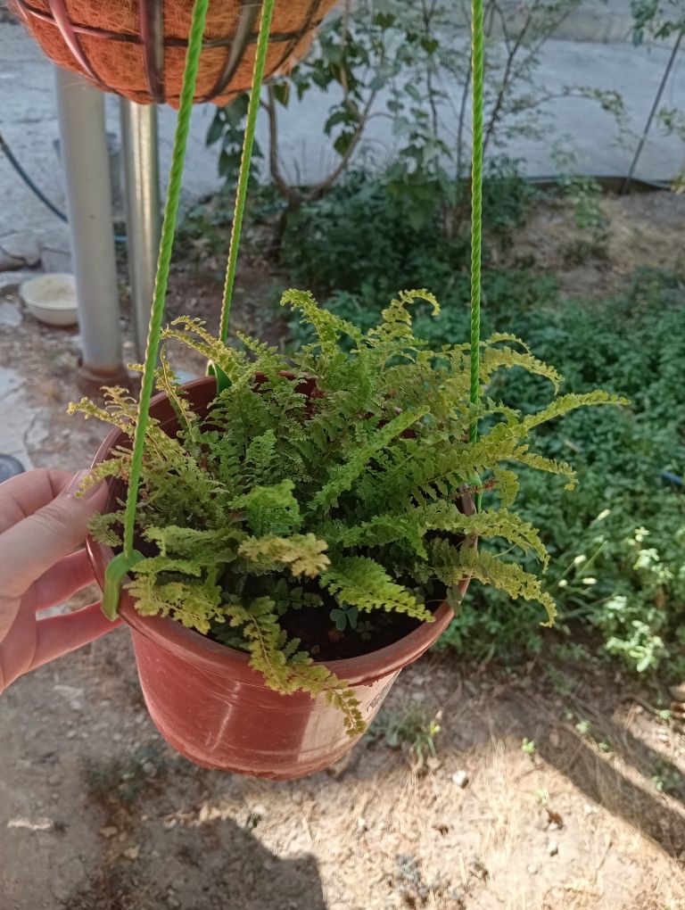 Комнатные растения из личной коллекции