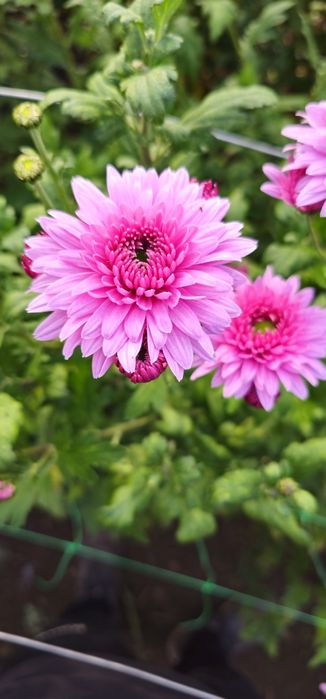 Vand crizanteme zembla