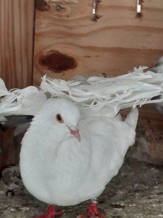 Porumbei de ornament voltati