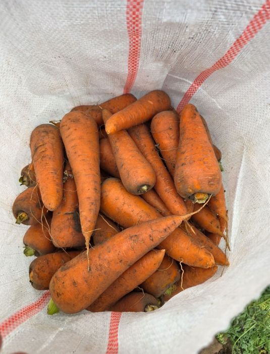 Морковь только оптом